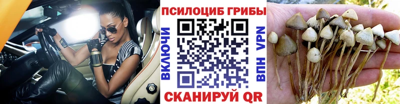 купить наркотики сайты  Междуреченск  Псилоцибиновые грибы прущие грибы 